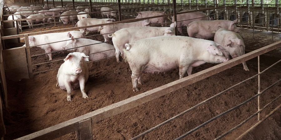  約1,400頭の豚を25,000㎡の広々とした敷地内でのびのびと育てています。